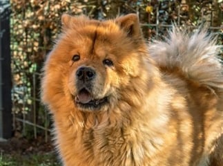 chien chow-chow